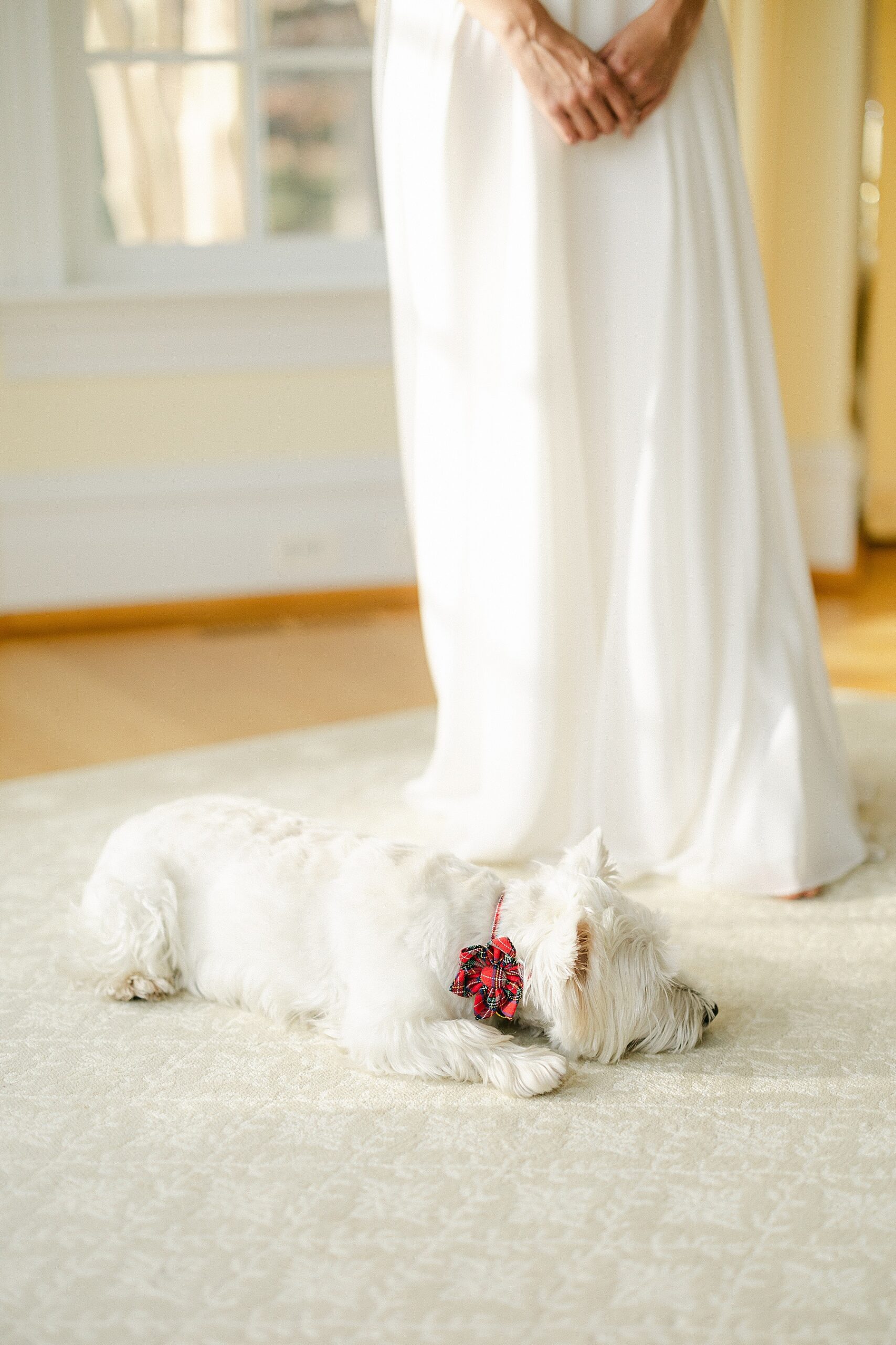 wedding day west highland terrier 