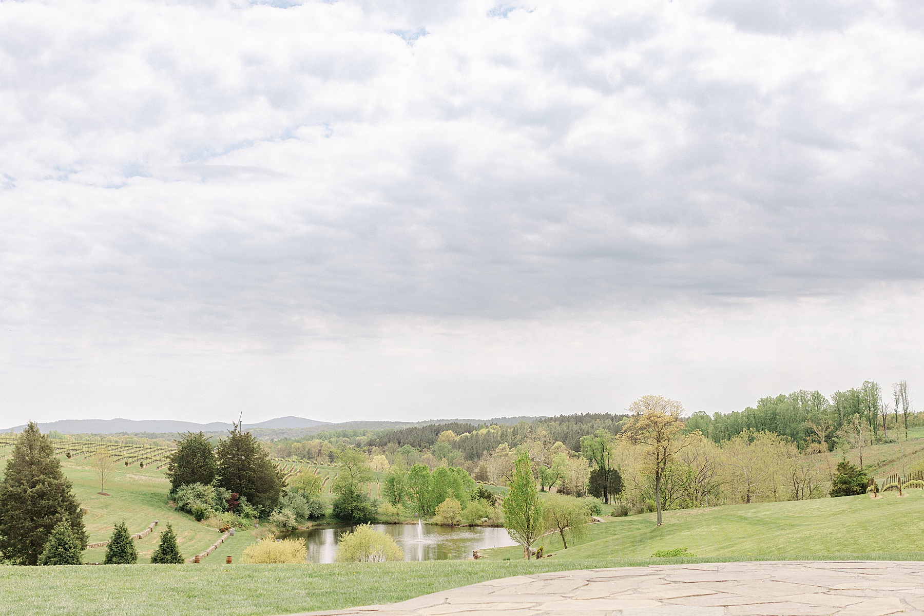 wedding vineyard backdrop